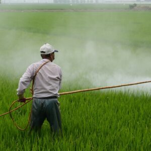 herbicide, farmer, in rice field-587589.jpg